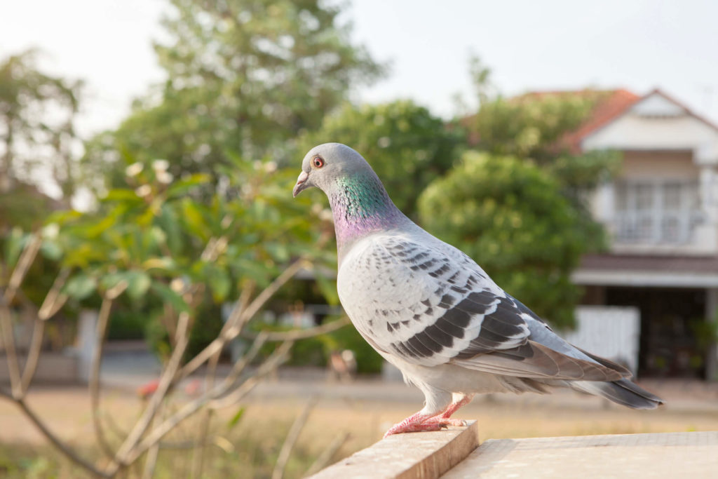 Les pics anti-pigeons : Des solutions pour lutter contre l